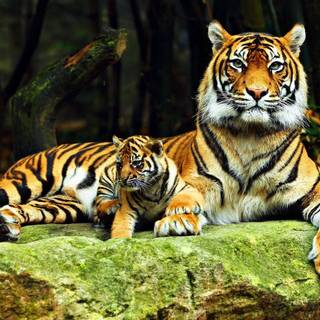 4k wild animals wallpaper