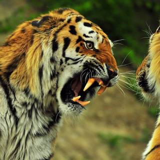 4k wild animals wallpaper