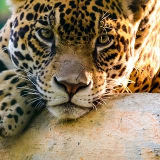 iPhone 4k animal wallpaper