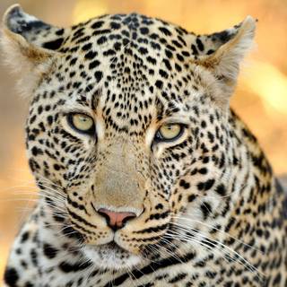 4k wild animals wallpaper