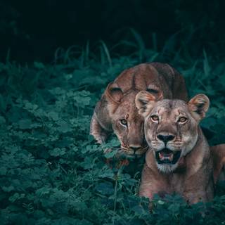 4k wild animals wallpaper