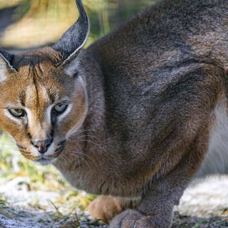 4k wild animals wallpaper