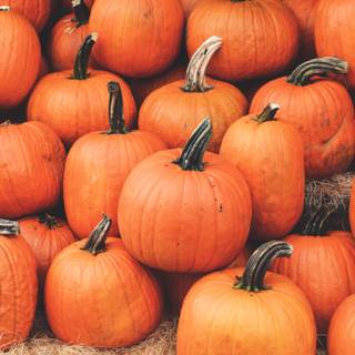 Pumpkin 4k wallpaper