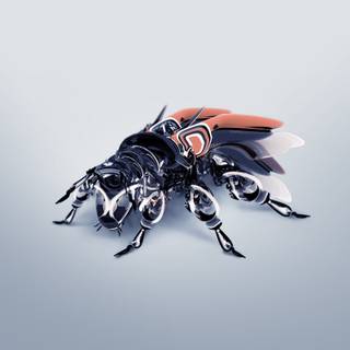 Insect 4k wallpaper