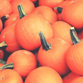 Pumpkin 4k wallpaper