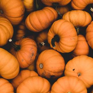 Pumpkin 4k wallpaper