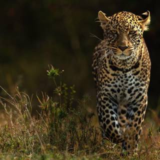 4k wild animals wallpaper