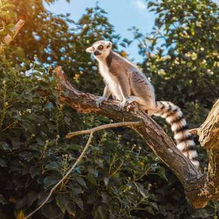 4k wild animals wallpaper