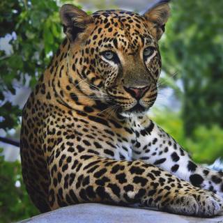 4k wild animals wallpaper