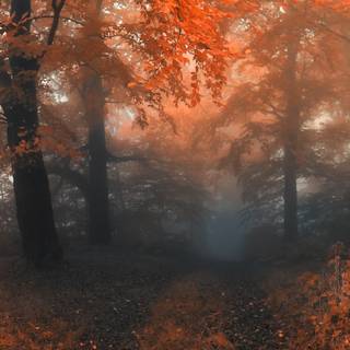 Autumn dual monitor 4k wallpaper