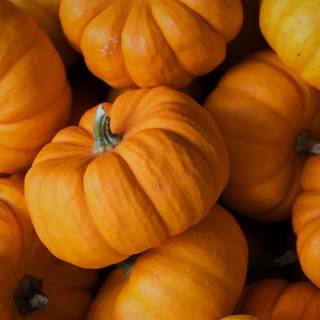 Pumpkin 4k wallpaper