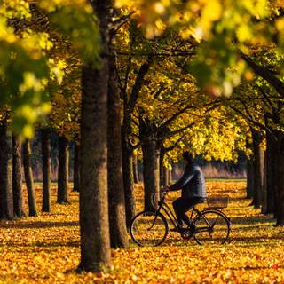 Cycling autumn wallpaper