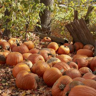 Pumpkin 4k wallpaper