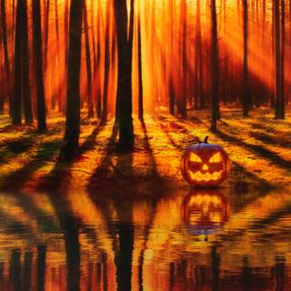 Pumpkin 4k wallpaper