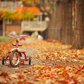 Cycling autumn wallpaper