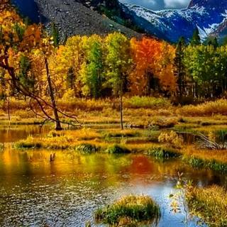 iPhone 14 Pro Max autumn wallpaper