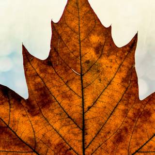 iPhone 14 Pro Max autumn wallpaper