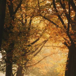 iPhone 14 Pro Max autumn wallpaper