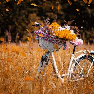 Cycling autumn wallpaper