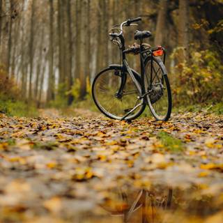 Cycling autumn wallpaper