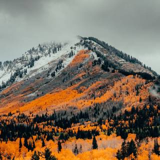 iPhone 14 Pro Max autumn wallpaper