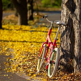 Cycling autumn wallpaper