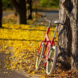 Cycling autumn wallpaper