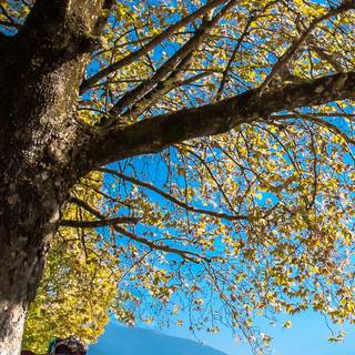 Cycling autumn wallpaper