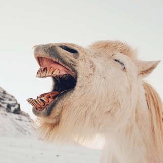 Ugly horse wallpaper