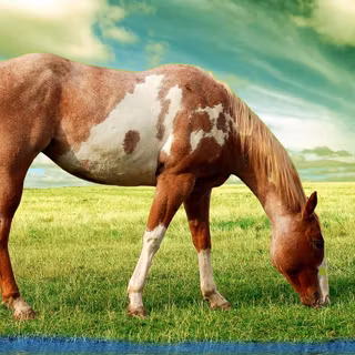 Horse wallpaper