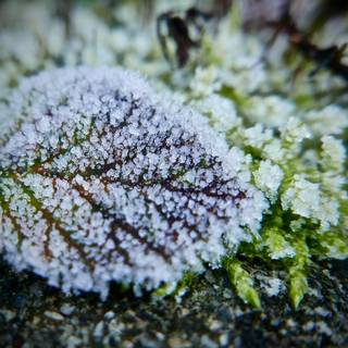 Winter garden wallpaper