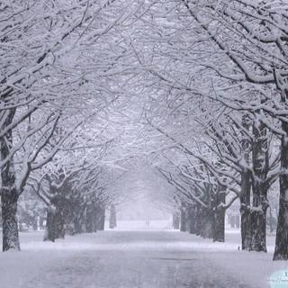 Tokyo winter wallpaper