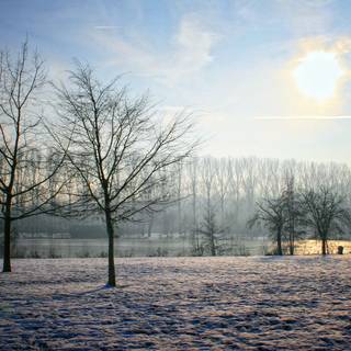 Winter yard wallpaper