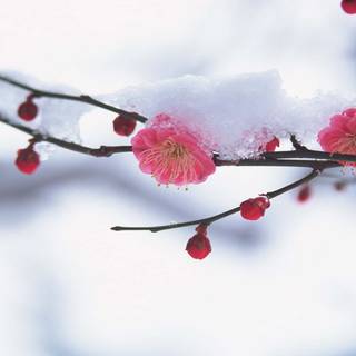 Winter garden wallpaper