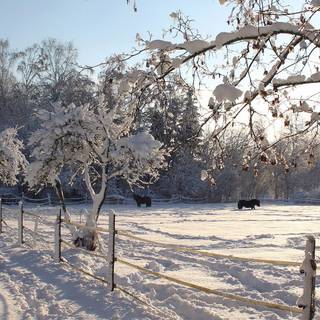Winter garden wallpaper