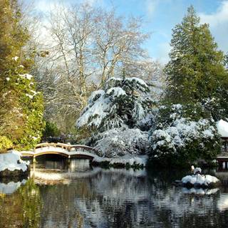 Winter garden wallpaper