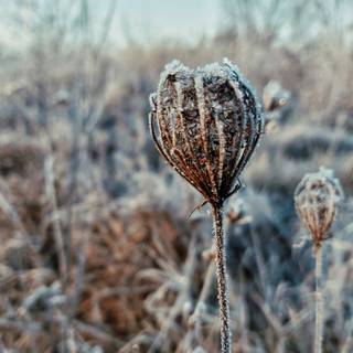 Winter garden wallpaper