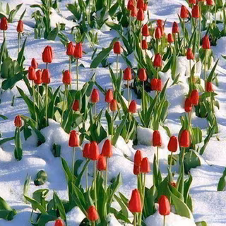 Winter garden wallpaper