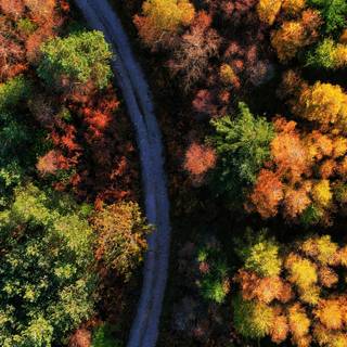 Autumn drone wallpaper