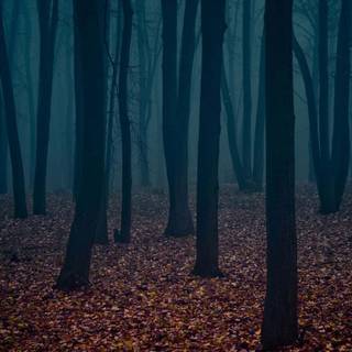 PC autumn dark wallpaper