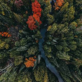 Autumn drone wallpaper