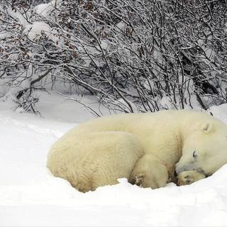 Sleeping bear wallpaper