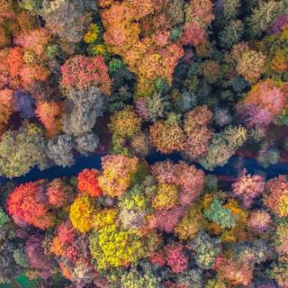 Autumn drone wallpaper