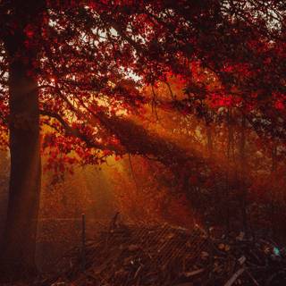 2560x1440 autumn fantasy wallpaper