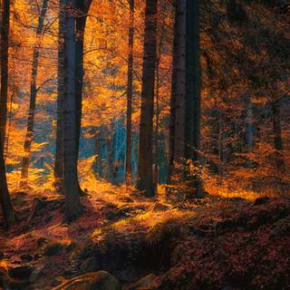 PC autumn dark wallpaper