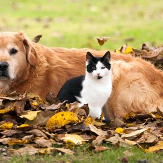 Autumn cat and dog wallpaper