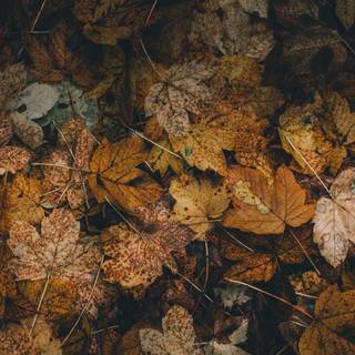 PC autumn dark wallpaper