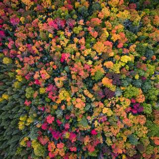 Autumn drone wallpaper