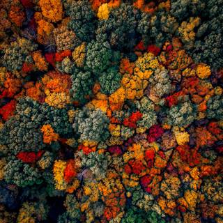 Autumn drone wallpaper