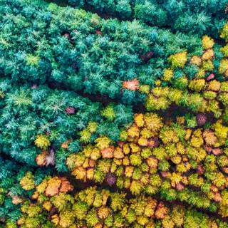 Autumn drone wallpaper